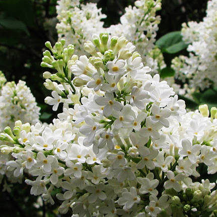 Бузок Агнес Сміт / Р9 / Syringa Agnes Smith, фото 2