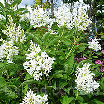 Бузок Агнес Сміт / Syringa Agnes Smith, фото 4