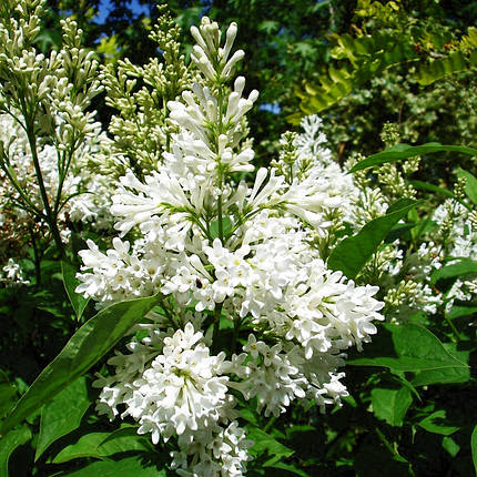 Бузок Агнес Сміт / Р9 / Syringa Agnes Smith, фото 2