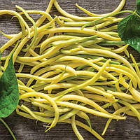 Насіння спаржевої квасолі Голден Гол (Hazera), 100 насінин — рання (54-58 днів), яскраво-жовта