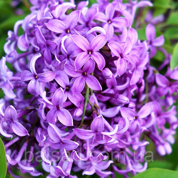 Бузок китайський Сагіна / Р9 / Syringa chinensis Saugeana