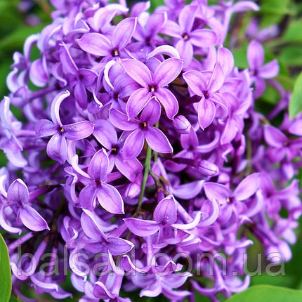 Бузок китайський Сагіна / Р9 / Syringa chinensis Saugeana, фото 1