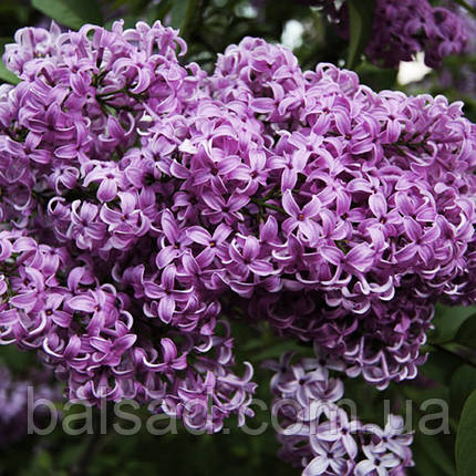 Бузок китайський Сагіна / Р9 / Syringa chinensis Saugeana, фото 3