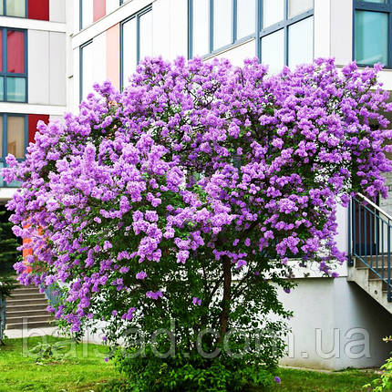 Бузок китайський Сагіна / Р9 / Syringa chinensis Saugeana, фото 4