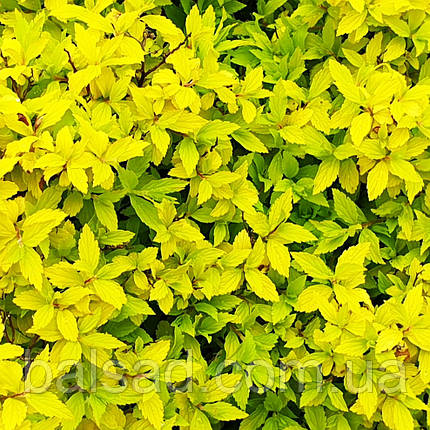 Спірея японська Зен Спіріт Голд / Spiraea Zen Spirit Gold, фото 4