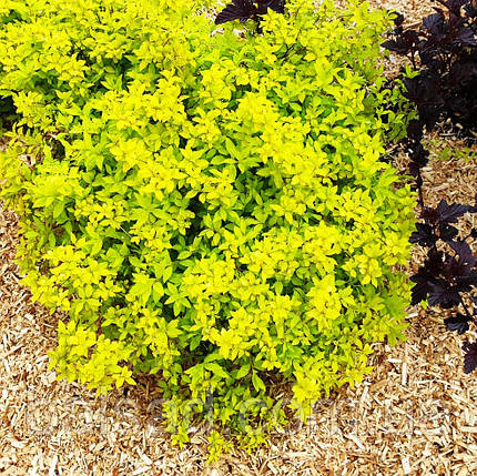 Спірея японська Зен Спіріт Голд / Spiraea Zen Spirit Gold, фото 3