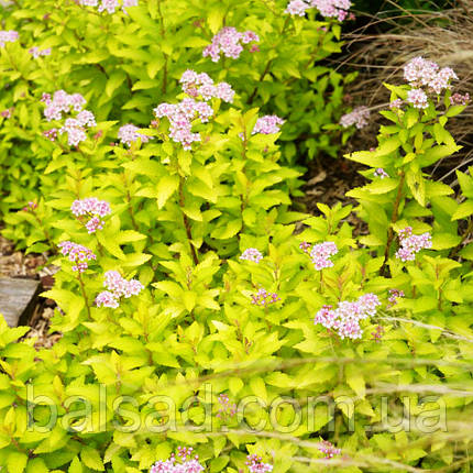 Спірея японська Зен Спіріт Голд / Spiraea Zen Spirit Gold, фото 1