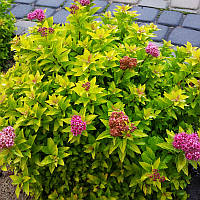 Спирея японская Голден Джек / Spiraea japonica Golden Jack