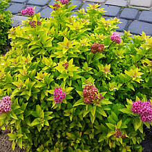 Спірея японська Голден Джек / Spiraea japonica Golden Jack