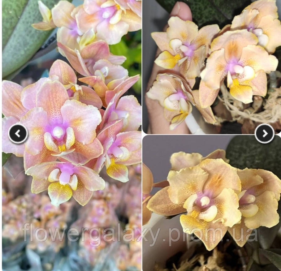 Орхідея Парфумерна фабрика ароматний новачок сорт 9101, листя кропчасті 1.7, часто цвіте метеликом