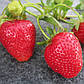 Розсада полуниці Петра"Petra" - ремонтантна, врожайна, цукриста, фото 2