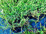 Саджанці журавлини сорт "Пілігрим" у контейнері 1 л., фото 3
