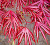 Клен японський Тромпенбург / h 50-60 / Acer palmatum Trompenburg, фото 2