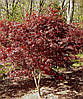 Клен японський Тромпенбург / h 50-60 / Acer palmatum Trompenburg, фото 4