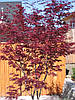 Клен японський Тромпенбург / h 50-60 / Acer palmatum Trompenburg, фото 6