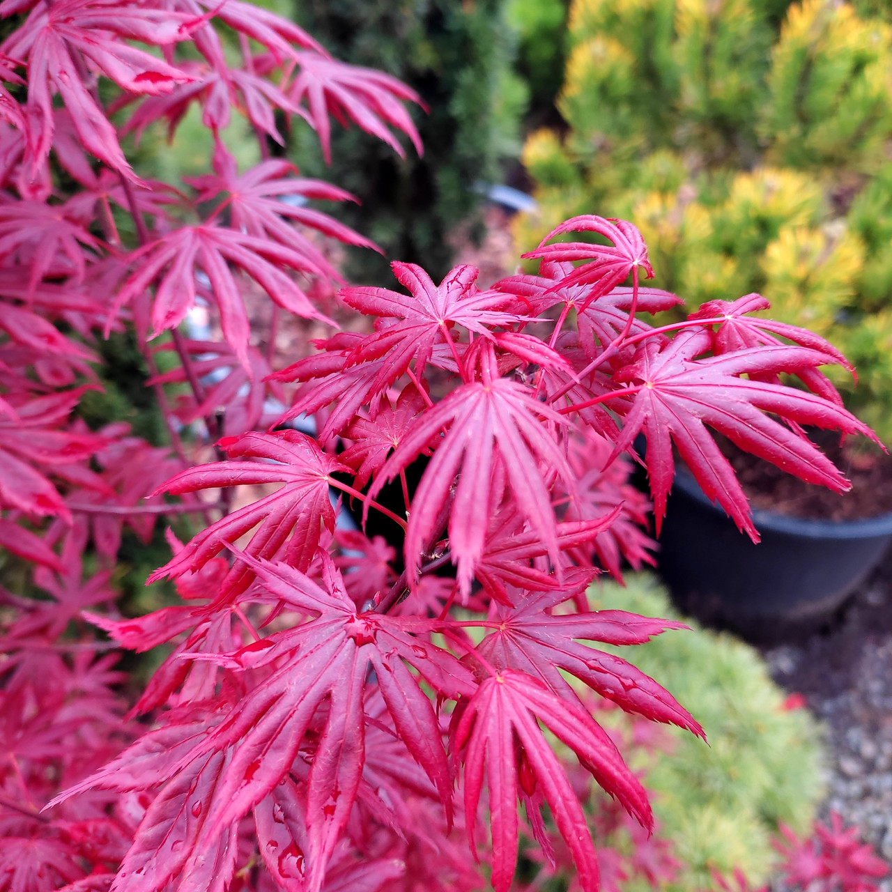 Клен японський Тромпенбург / h 50-60 / Acer palmatum Trompenburg