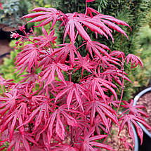 Клен японський Тромпенбург / h 50-60 / Acer palmatum Trompenburg, фото 3