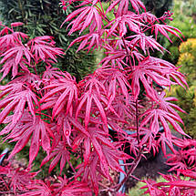 Клен японський Тромпенбург / h 50-60 / Acer palmatum Trompenburg, фото 2