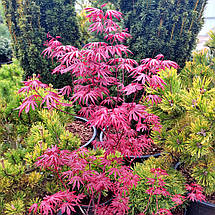 Клен японський Тромпенбург / h 50-60 / Acer palmatum Trompenburg, фото 2