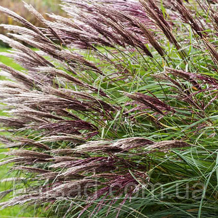 Міскантус китайський Ред Чіф / Miscanthus Red Chief / Р12, фото 3