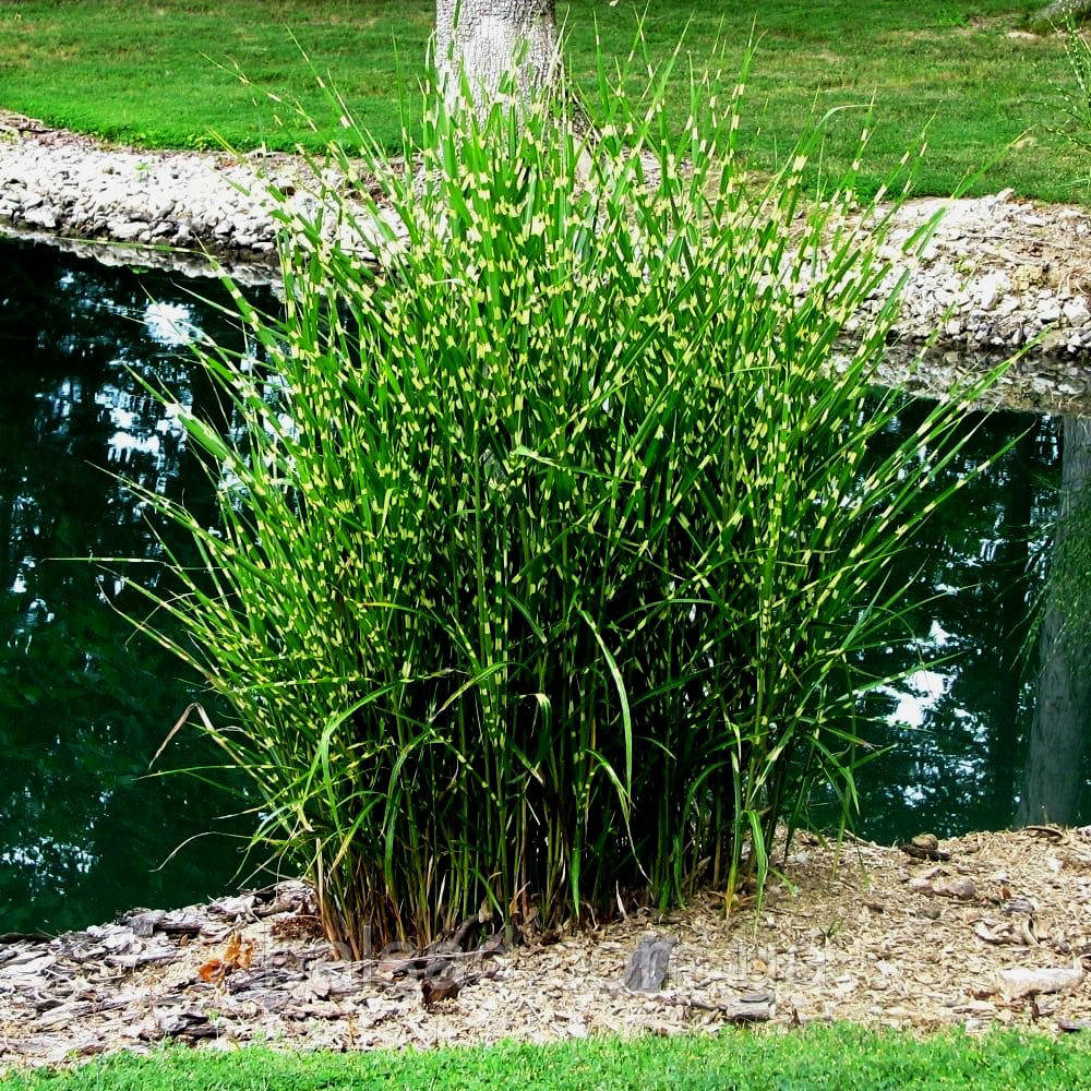 Міскантус китайський Стріктус / Miscanthus sinensis Strictus