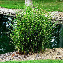 Міскантус китайський Стріктус / Miscanthus sinensis Strictus