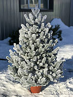 Ялинка 70 см лита в горщику засніжена Traditional HVOYA