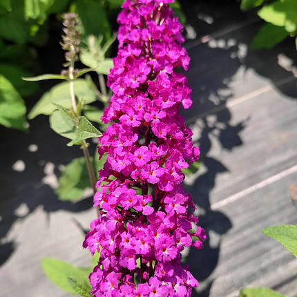 Будлея давида Роял Ред / Р9 / Buddleja davidii Royal Red, фото 2