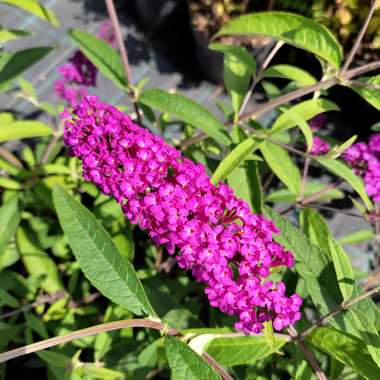 Будлея давида Роял Ред / Р9 / Buddleja davidii Royal Red