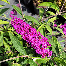 Будлея давида Роял Ред / Р9 / Buddleja davidii Royal Red