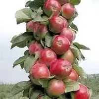 Колоновидна яблуня "Джин"