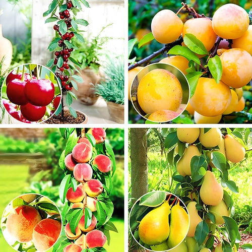 Комплект колоновидних дерев Мультивітамін (вишня Захват, груша Санремі, слива Мірабель, персик Тотем Садівника)), фото 1