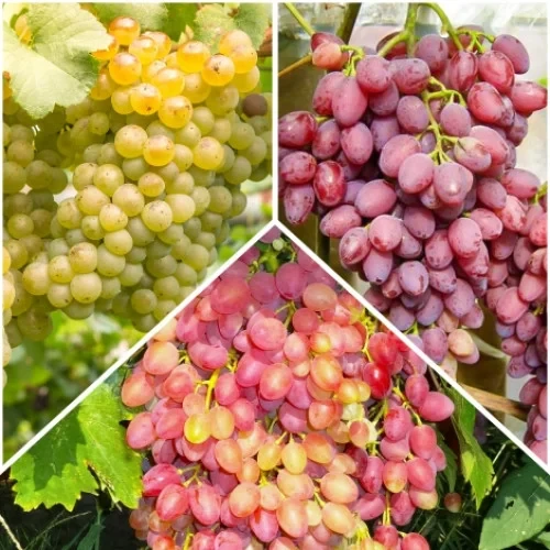 Комплект з 3 саджанців безкісткового винограду (Велес, Новочеркаський, Юпітер), фото 1