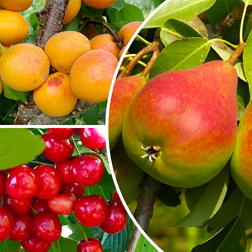 Комплект з із 3 сортів плодових дерев (груша Улюблениця Клапа, черешня Світ Харт, абрикос Голд Річ)), фото 1