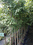 Acer palmatum, Клен японський, 280 см, фото 4