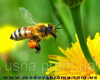 Бджільництво України дає зелене світло інноваційних технологій в лікуванні бджіл.