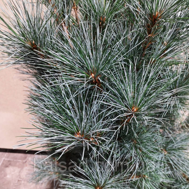 Сосна веймутова Блю Кловерс / h 100-120 / Pinus Blue Clovers