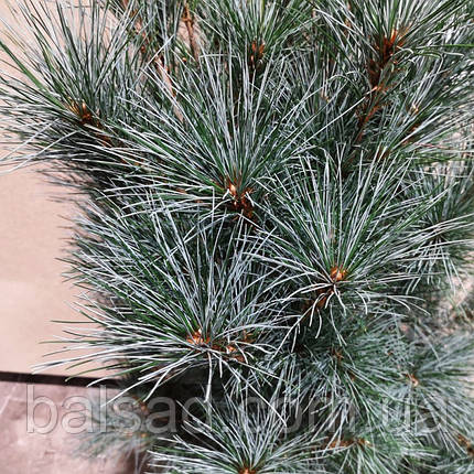 Сосна веймутова Блю Кловерс / h 100-120 / Pinus Blue Clovers, фото 1