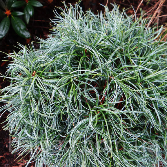 Сосна веймутова Сквіглс / h 50-60 / Pinus strobus Squigles