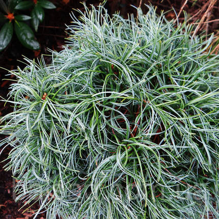 Сосна веймутова Сквіглс / Штамб / h 90 / Pinus strobus Squigles, фото 3