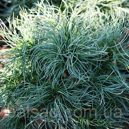 Сосна веймутова Сквіглс / Штамб / h 90 / Pinus strobus Squigles, фото 1