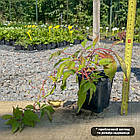 Саджанці Дівочого винограду п'ятипелюстковий (Parthenocissus) Р9, фото 2