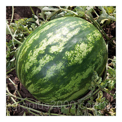 Насіння Кавун Балу F1,1000 насінин Kitano Seeds, фото 3