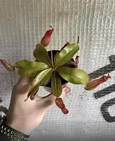 НЕПЕНТЕС АЛАТА / NEPENTHES ALATA