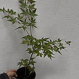 Клен Японський, Acer japonicum, фото 2