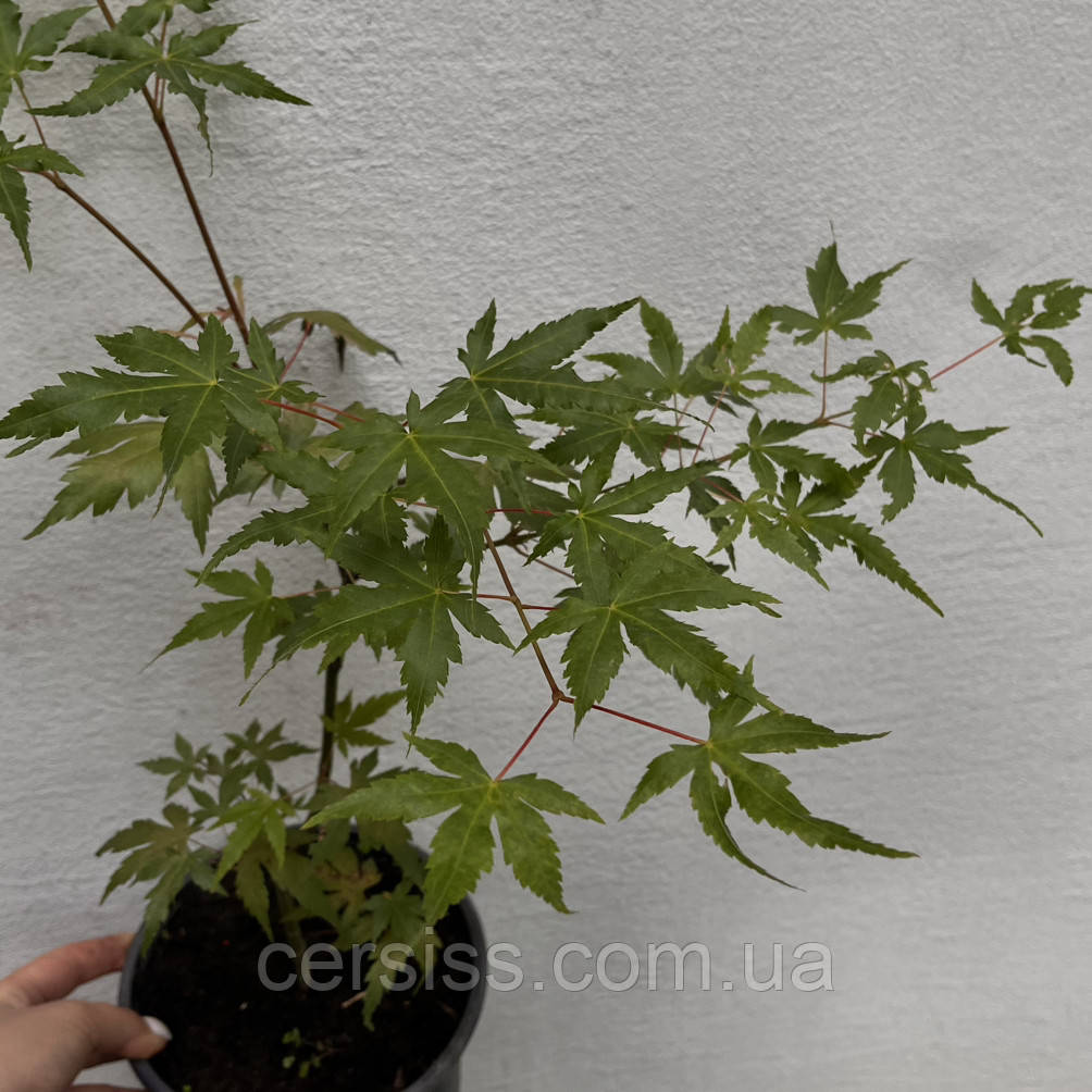 Клен Японський, Acer japonicum, фото 1
