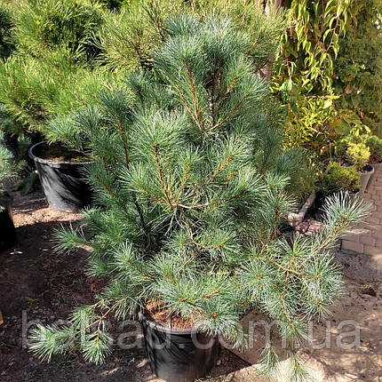 Сосна веймутова Блю Кловерс / h 100-120 / Pinus Blue Clovers, фото 3