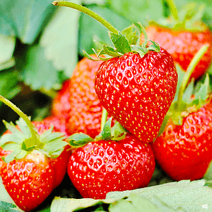 Саджанці полуниці (розсада) Вільямс (Williams) - ремонтантна, соковита, транспортабельна