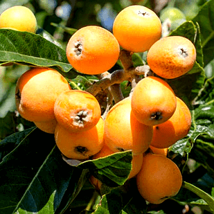 Саджанці Мушмули Японської ( Eriobotrya japonica)