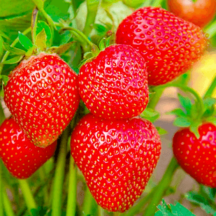 Саджанці полуниці в касеті Кама (Kama) - рання, невибаглива, солодка (в касеті) + Подарунок